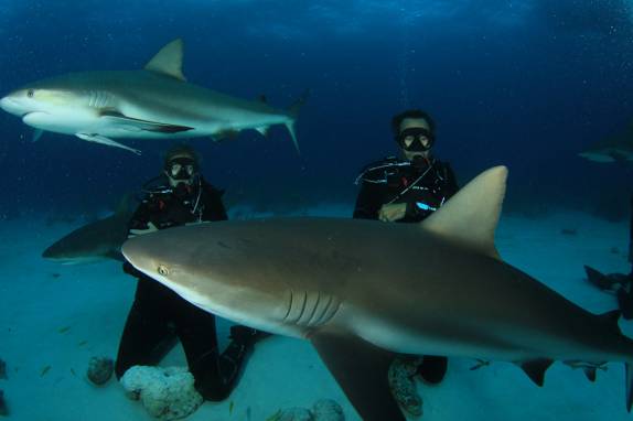 Mergulho com tubarões feito em Nassau - Bahamas